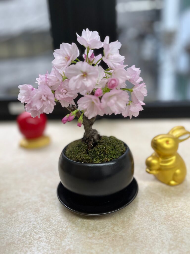桜 なぜ咲くの?